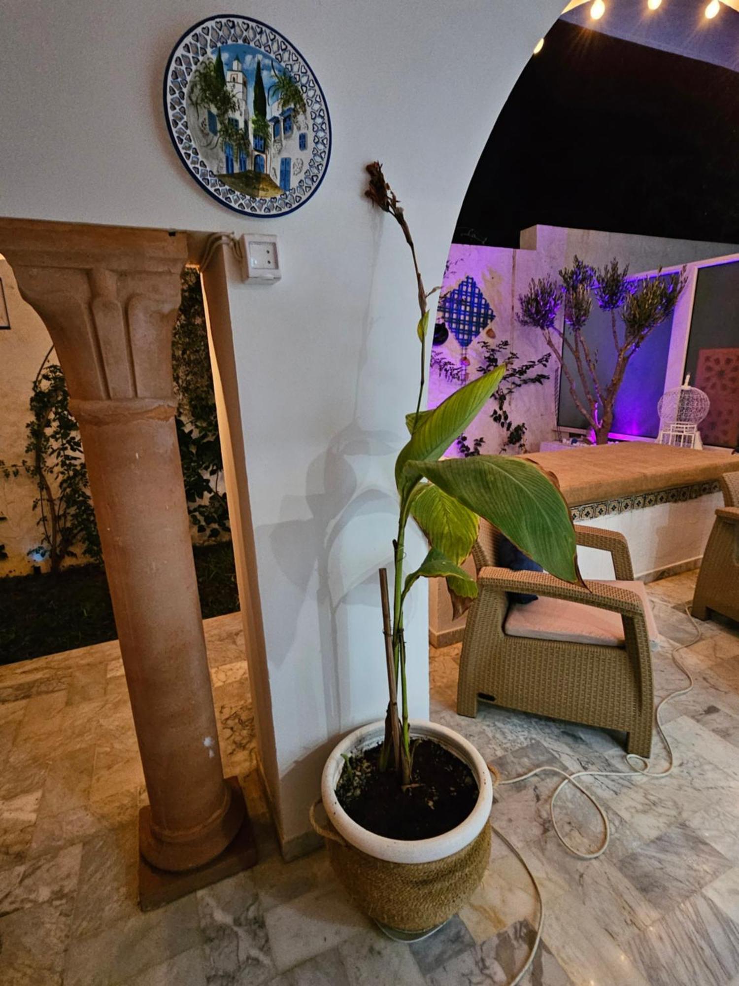 Villa Jasmin Super Equipped Apartment With Garden, Swimming Pool, Sea Hammamet Dış mekan fotoğraf